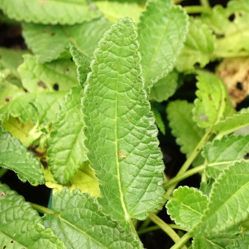 Stachys officinalis Alba - Betónica (Follaje)