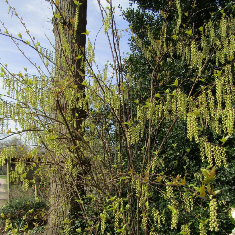 Stachyurus chinensis Celina (Porte)