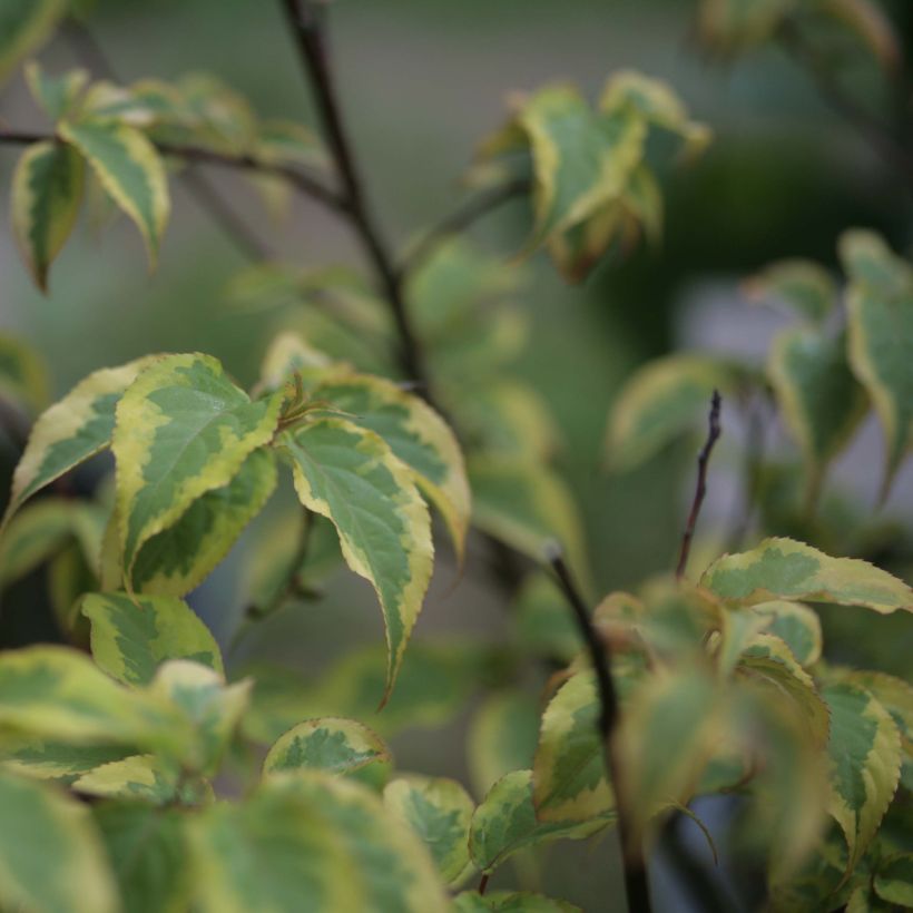 Stachyurus chinensis Joy Forever (Follaje)