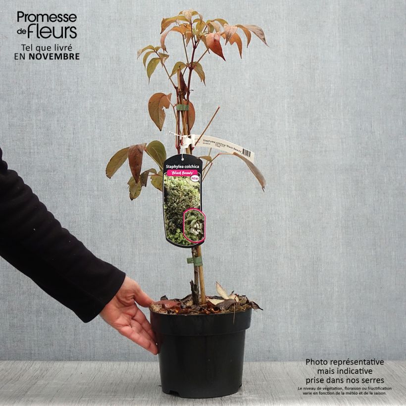 Ejemplar de Staphylea colchica Black Beauty - Faux pistachier Pot de 4L/5L entregado en otoño