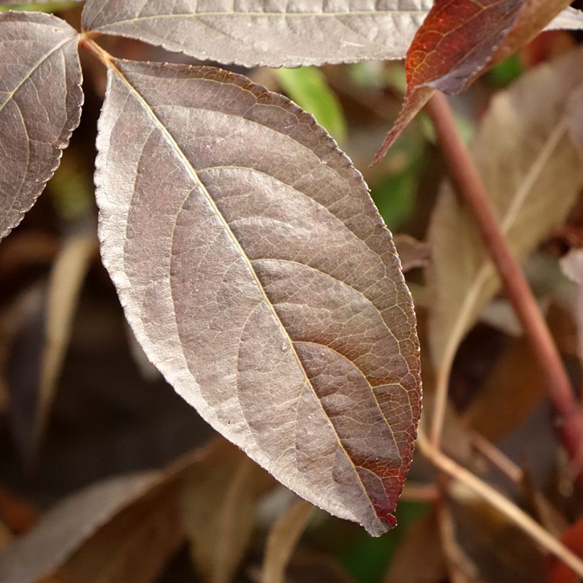 Staphylea colchica Black Beauty (Follaje)