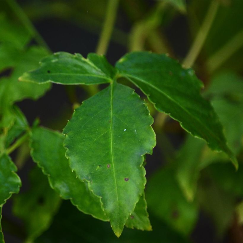 Staphylea colchica (Follaje)