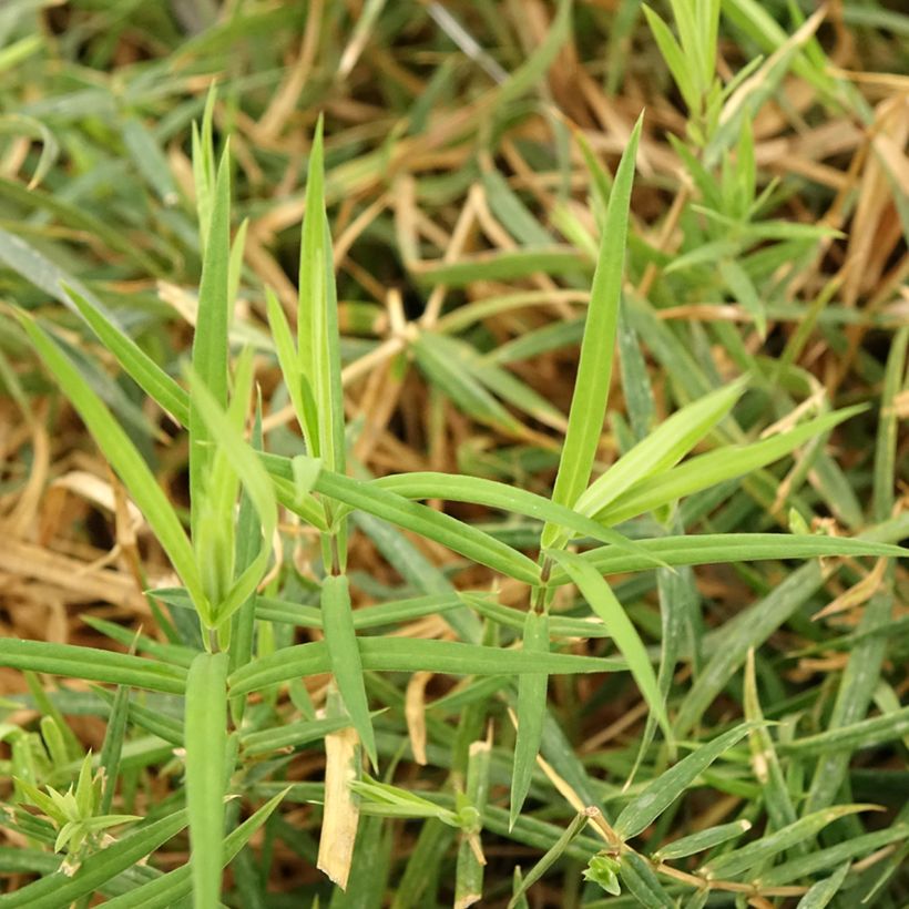 Stellaria holostea - Estrellada (Follaje)