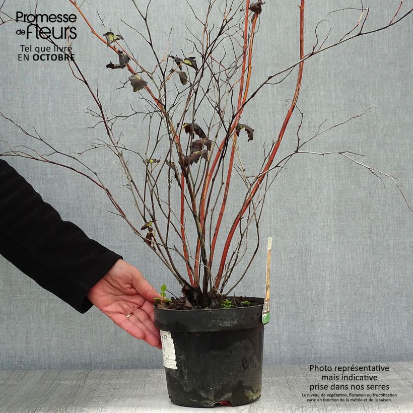 Ejemplar de Stephanandra tanakae Pot de 3L/4L entregado en otoño