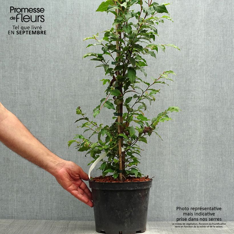 Ejemplar de Stewartia monadelpha  Pot de 4L/5L entregado en otoño