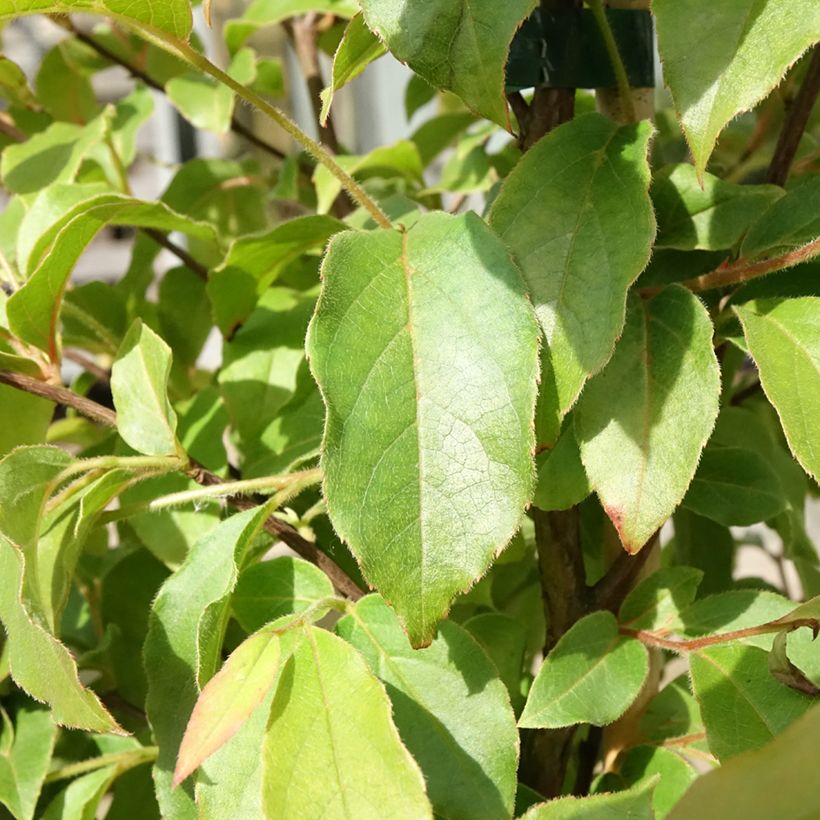 Stewartia monadelpha (Follaje)