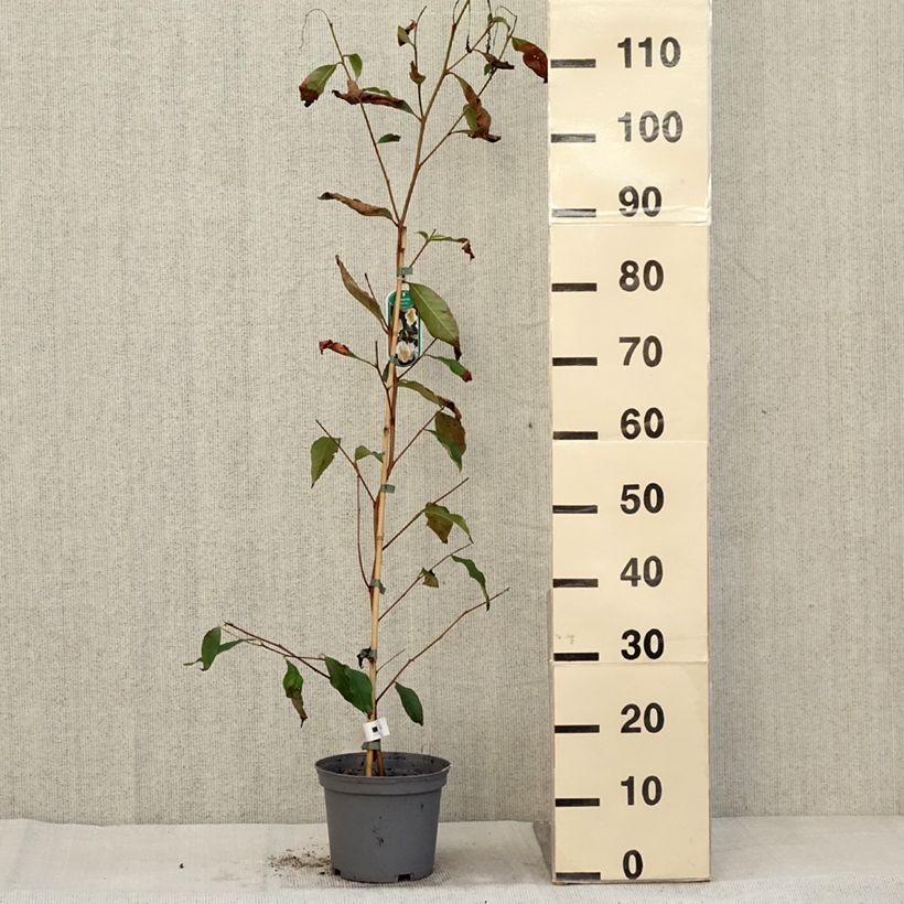 Ejemplar de Stewartia pseudocamellia - Stuartie Pot de 3L/4L entregado en otoño