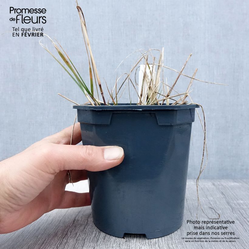 Stipa calamagrostis - Achnaterum en pot de 2/3 litres Ejemplar entregado en invierno