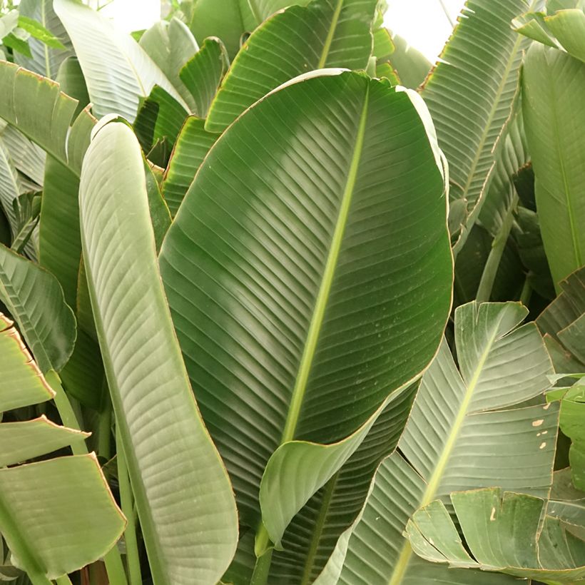 Strelitzia augusta (Follaje)