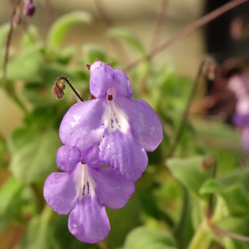 Streptocarpus saxorum Purple (Floración)