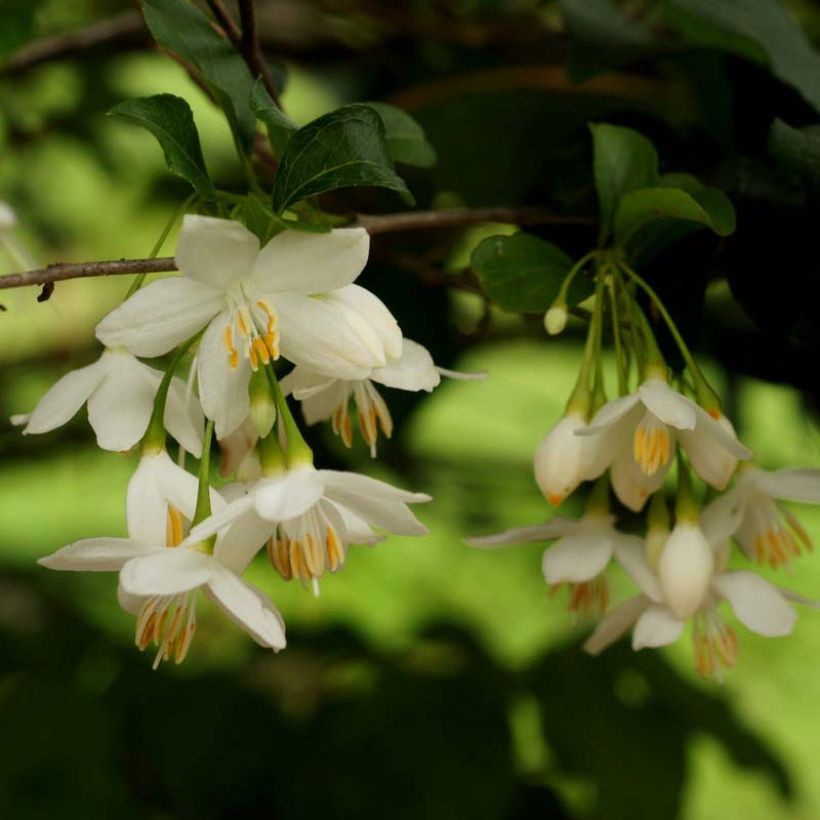 Styrax japonica (Floración)