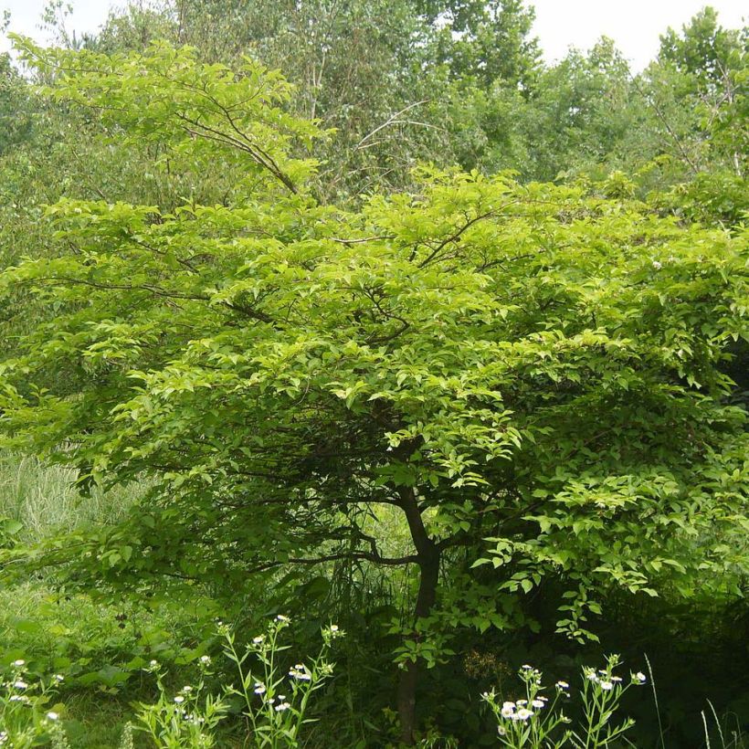 Styrax japonica (Follaje)