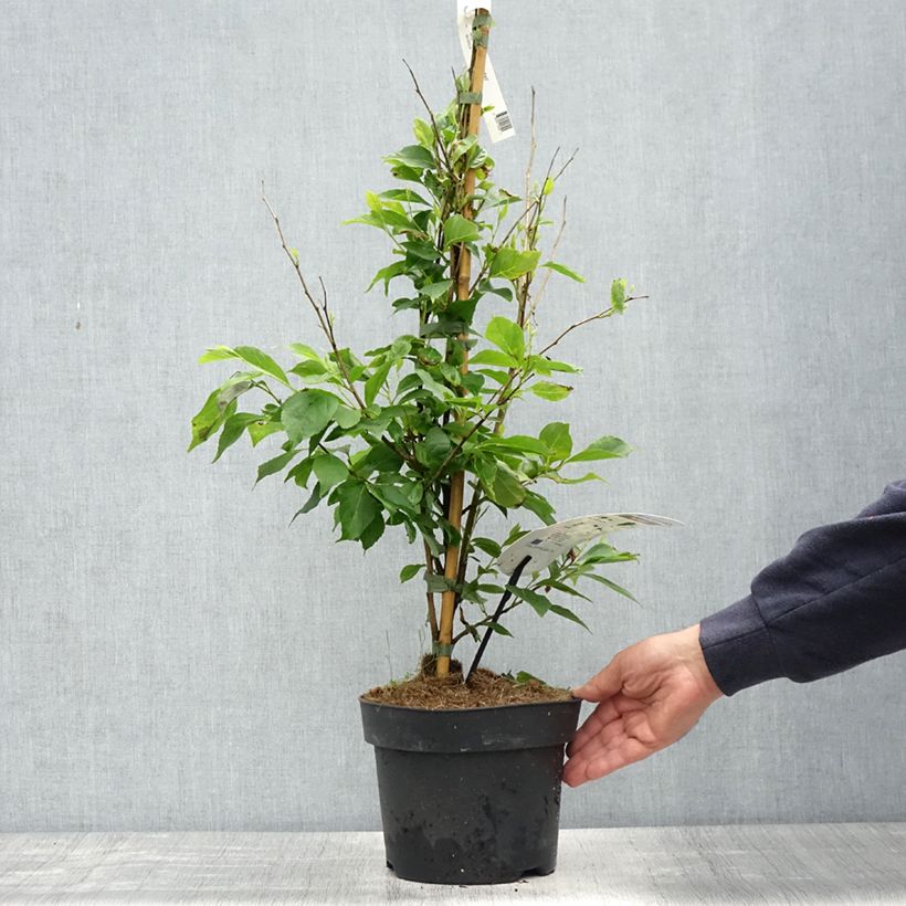 Styrax japonicus Snowfall - Styrax japonais - Pot de 4L/5L Ejemplar entregado en la primavera