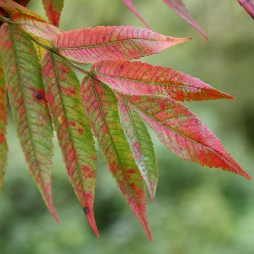 Rhus typhina - Zumaque de Virginia (Follaje)