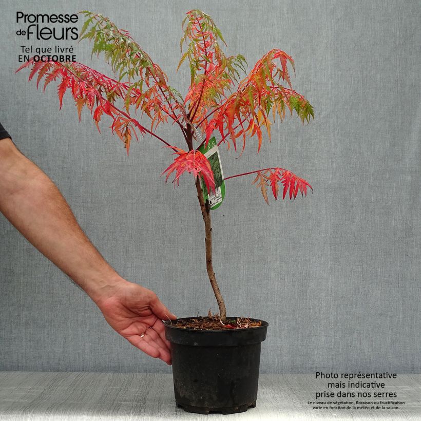 Ejemplar de Sumac lacinié - Rhus glabra Laciniata en pot de 3/4L entregado en otoño