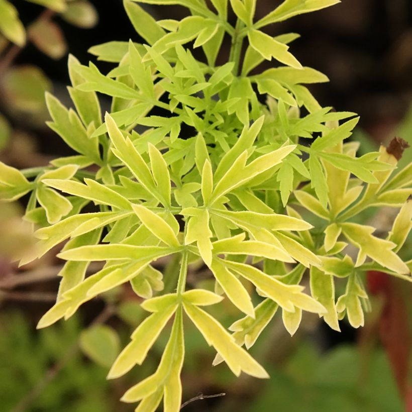 Saúco rojo Sutherland Gold - Sambucus racemosa (Follaje)