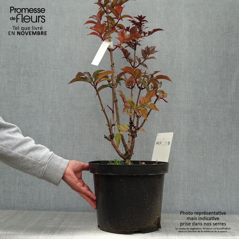 Ejemplar de Sureau noir - Sambucus nigra Black Tower en pot de 10L entregado en otoño