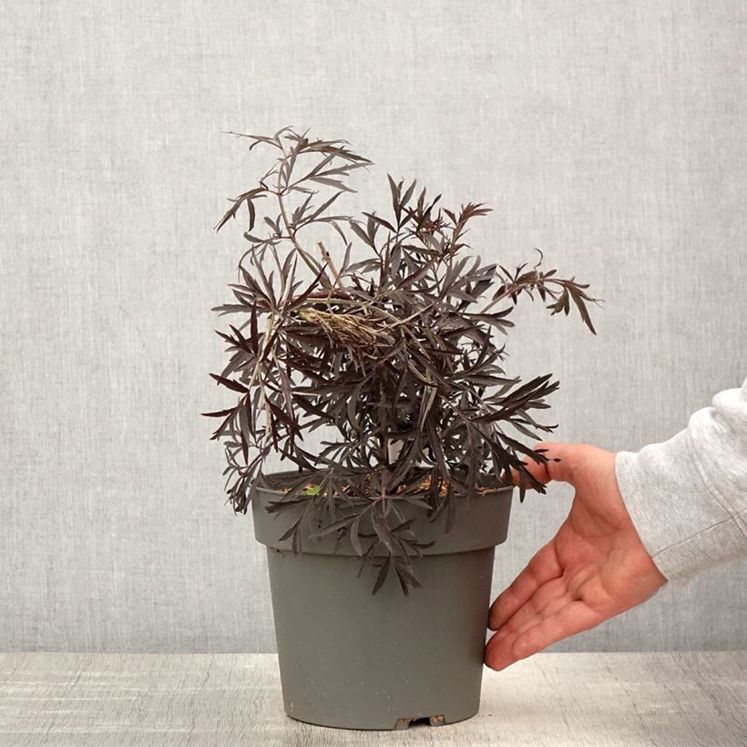 Saúco negro Cherry Lace - Sambucus nigra Maceta 3L/4LAltura de entrega aprox. 30/+cm Ejemplar entregado en la primavera