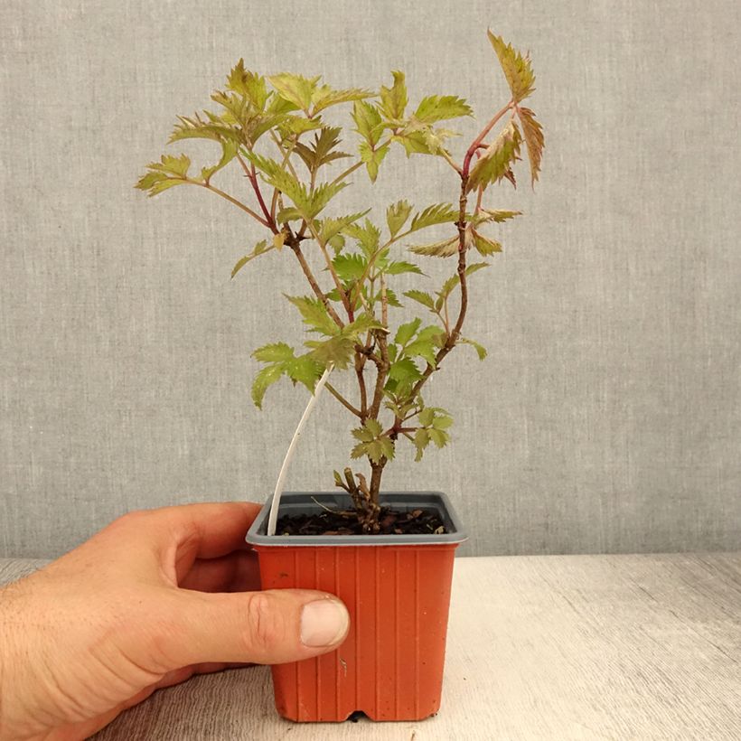 Sureau noir - Sambucus nigra Golden Spark - Godet de 8/9 cm Ejemplar entregado en la primavera