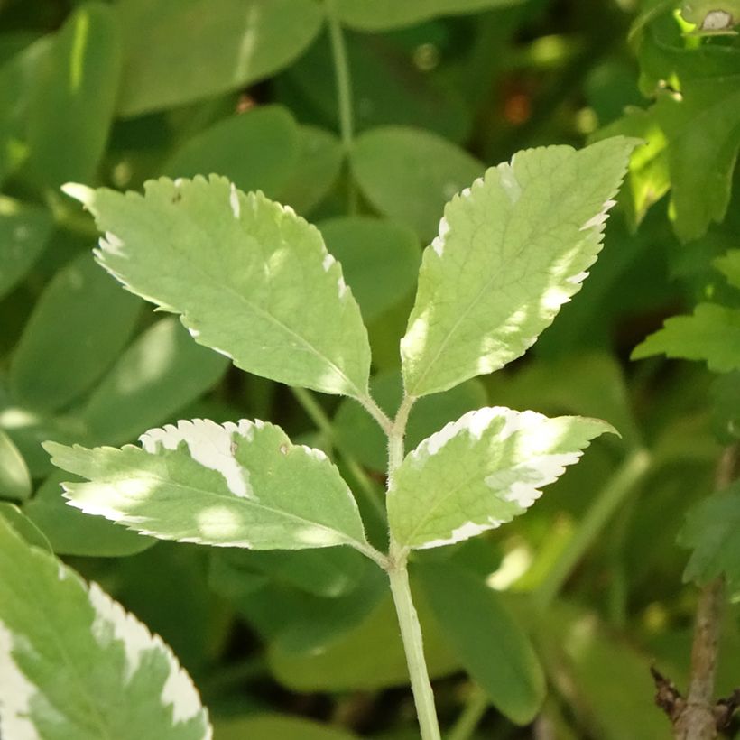 Saúco negro Golden Spark - Sambucus nigra (Follaje)