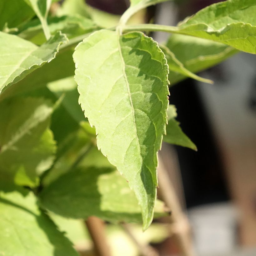 Saúco negro Korsor - Sambucus nigra (Follaje)