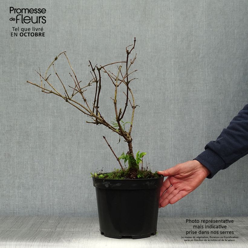 Ejemplar de Sureau noir - Sambucus nigra Linearis Pot de 3L/4L entregado en otoño