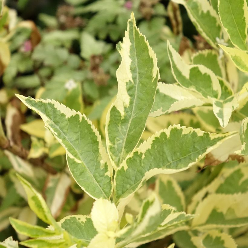 Saúco negro Madonna - Sambucus nigra (Follaje)