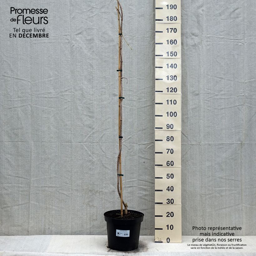 Sureau noir - Sambucus nigra Pendula - Pot de 12L/15L Ejemplar entregado en invierno