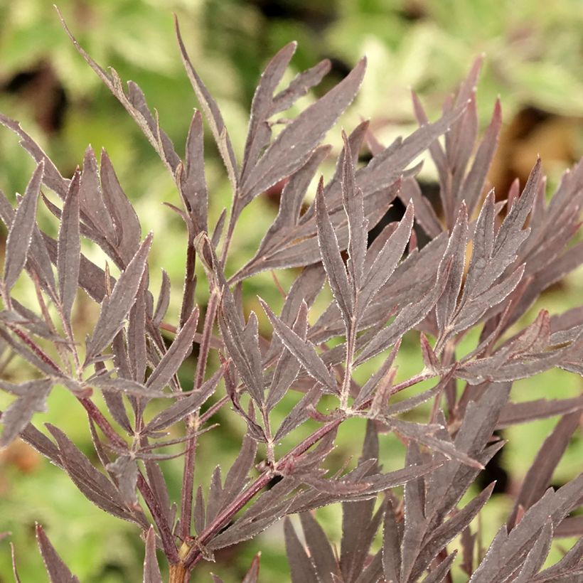 Saúco negro Straight Laced - Sambucus nigra (Follaje)