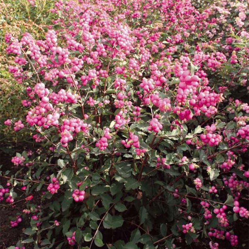 Symphoricarpos Magical Candy - Baya de coral (Floración)