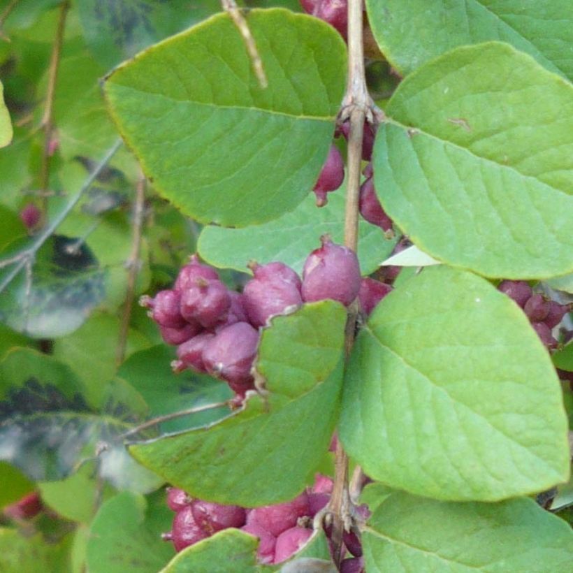 Symphoricarpos orbiculatus - Baya de coral (Follaje)