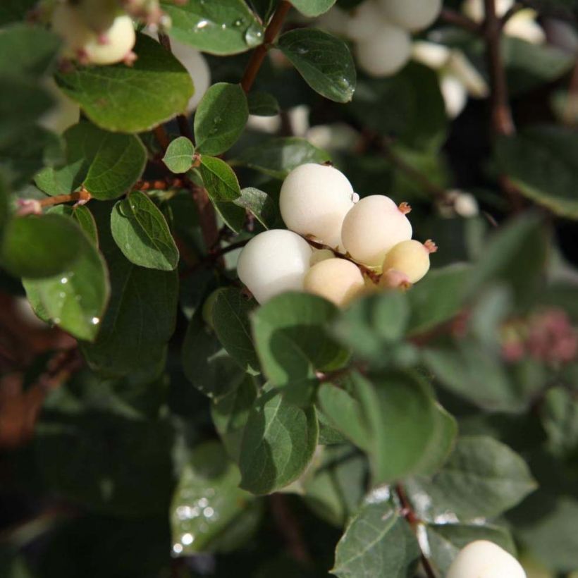 Symphoricarpos Magical Galaxy - Baya de coral (Follaje)