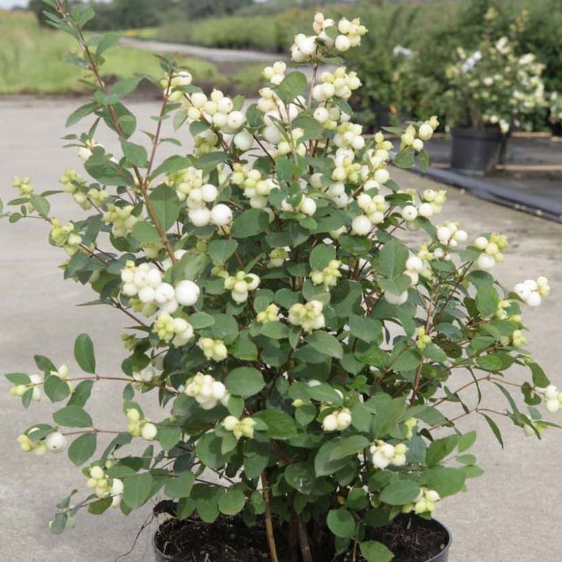 Symphoricarpos Magical Galaxy - Baya de coral (Porte)