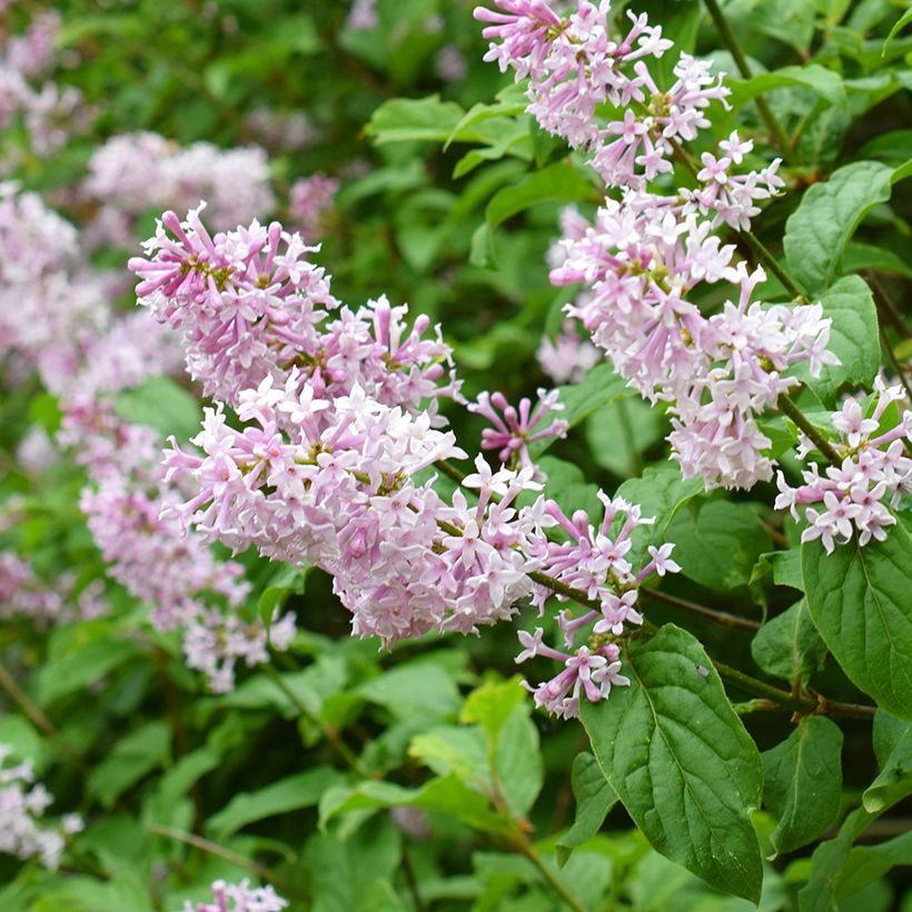 Syringa josikae - Lila (Floración)