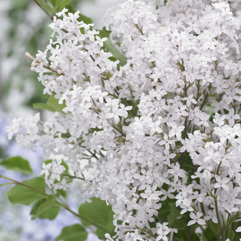 Lilo enano Flowerfesta White - Syringa meyeri (Floración)