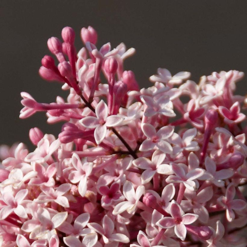 Lila Superba - Syringa microphylla (Floración)