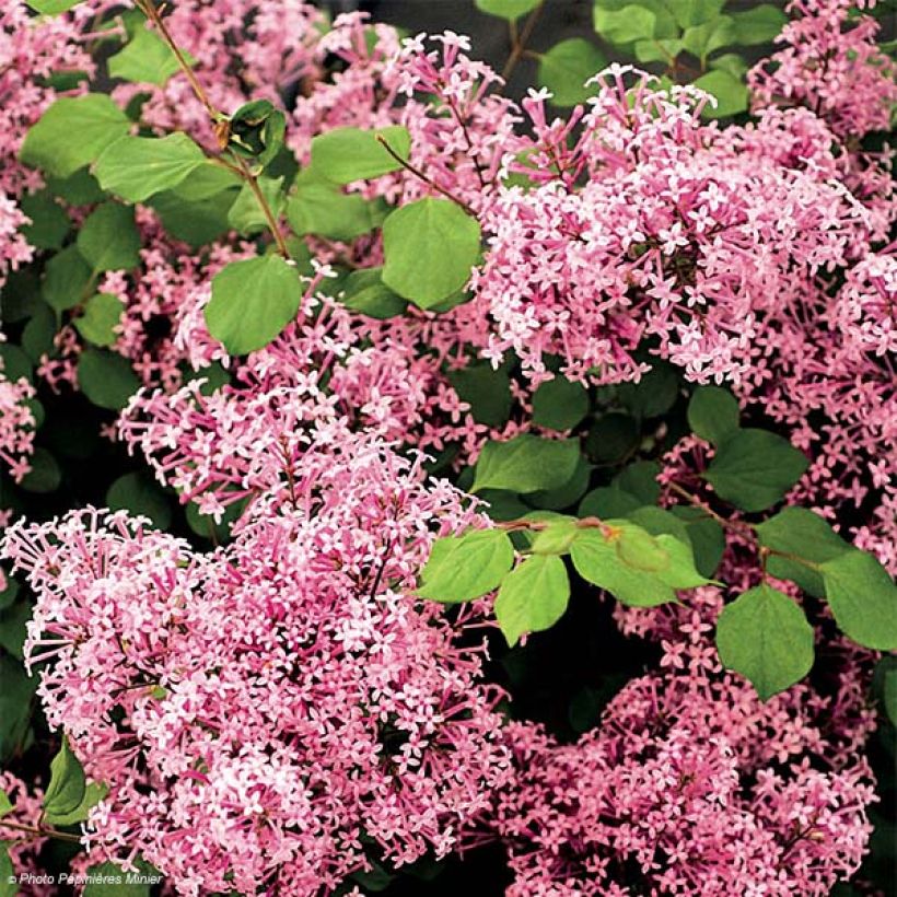 Lila Red Pixie - Syringa microphylla (Floración)