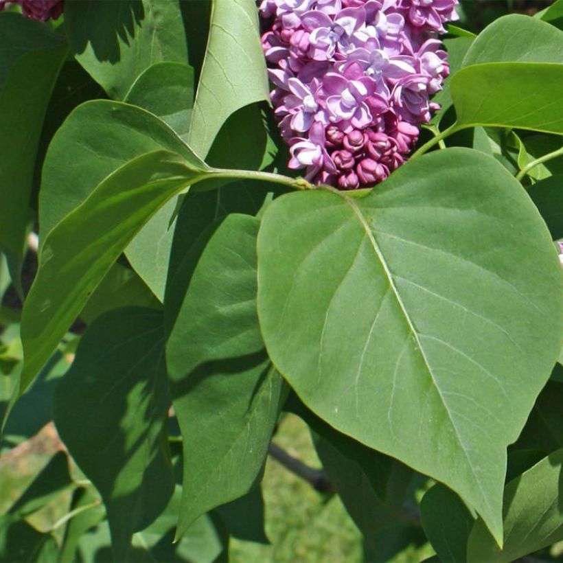 Lila Paul Thirion - Syringa vulgaris (Follaje)