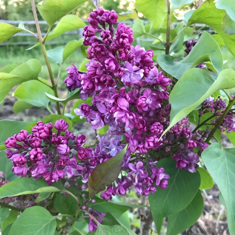 Lila Prince Wolkonsky - Syringa vulgaris (Floración)