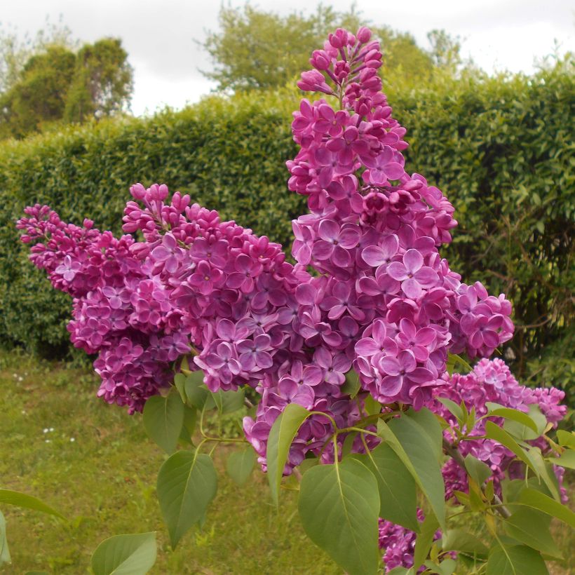 Lila Znamya Lenina - Syringa vulgaris (Porte)