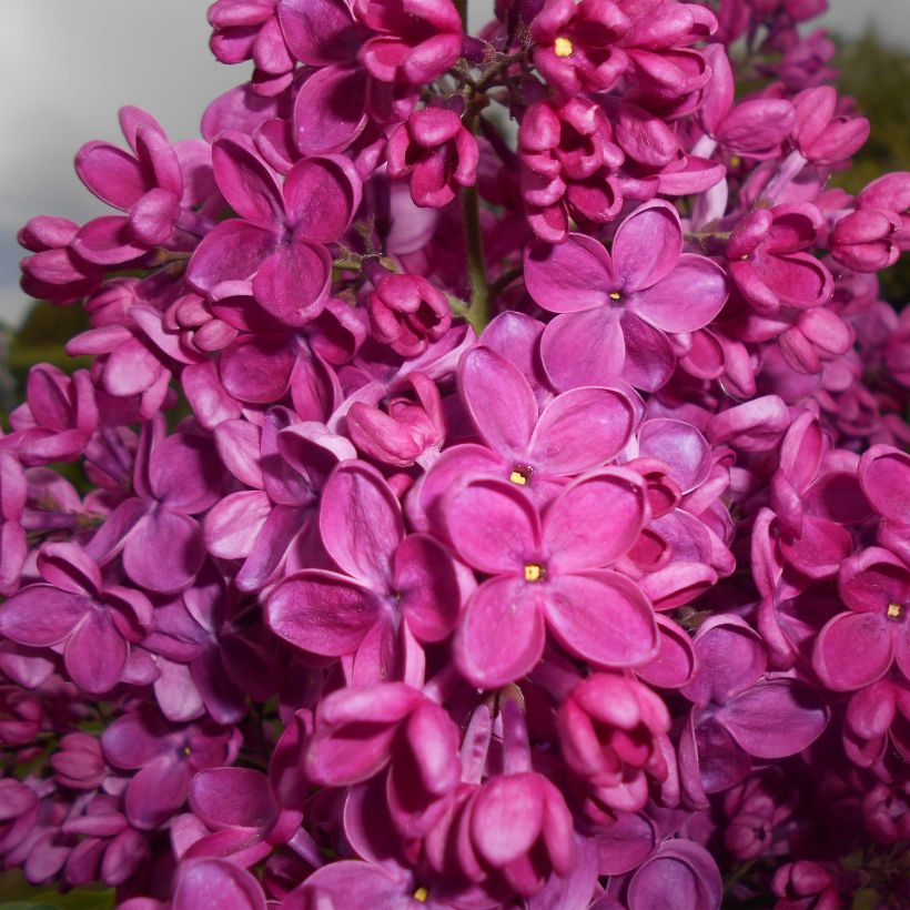 Lila Znamya Lenina - Syringa vulgaris (Floración)