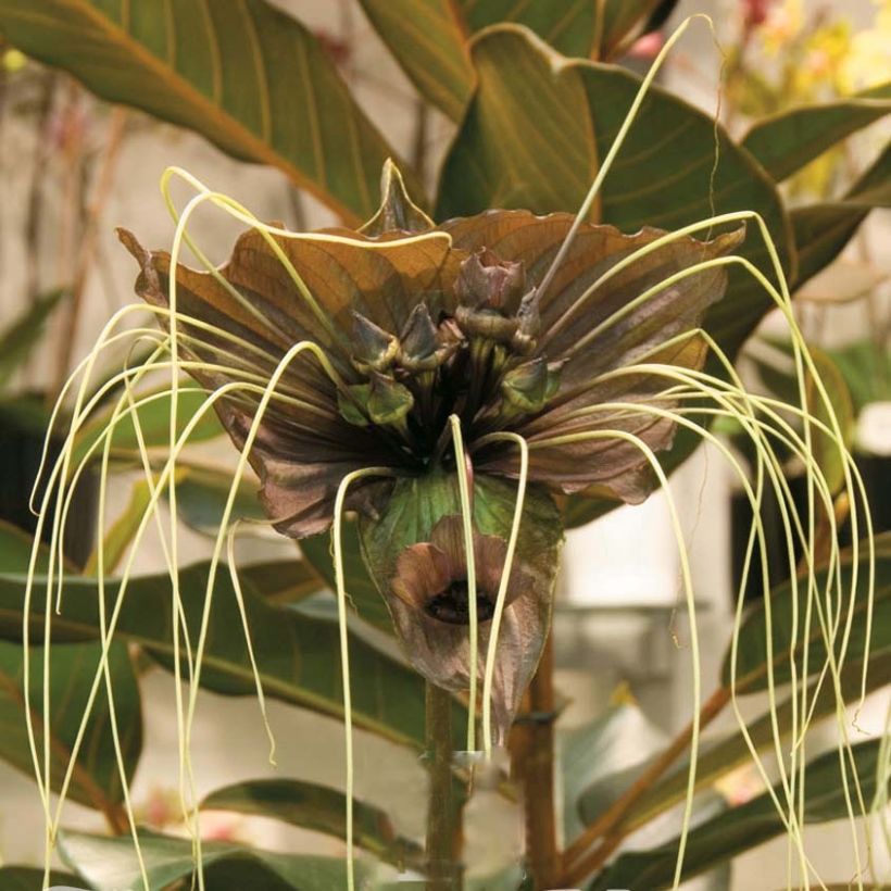 Tacca chantrieri Green Isle - Planta murciélago (Floración)