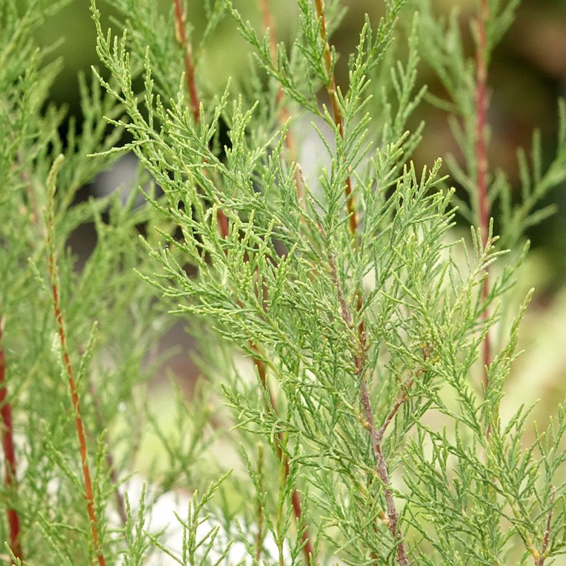 Tamarix ramosissima Hulsdonk White - Taray catina (Follaje)