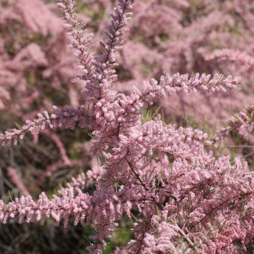 Tamarix parviflora - Tamarisco (Floración)