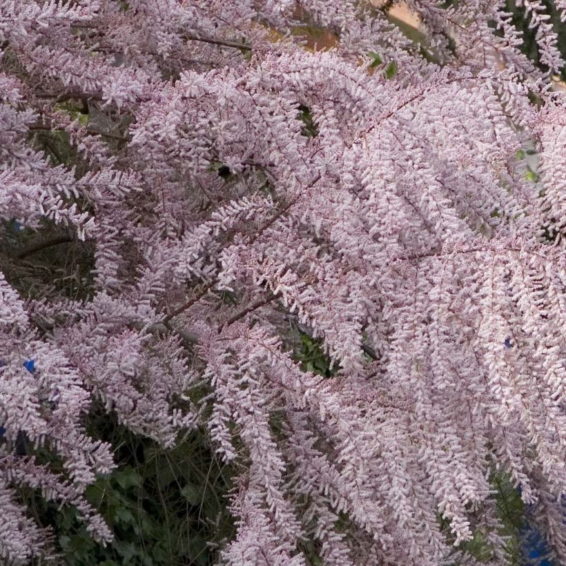 Tamarix tetrandra - Tamariz de primavera (Floración)