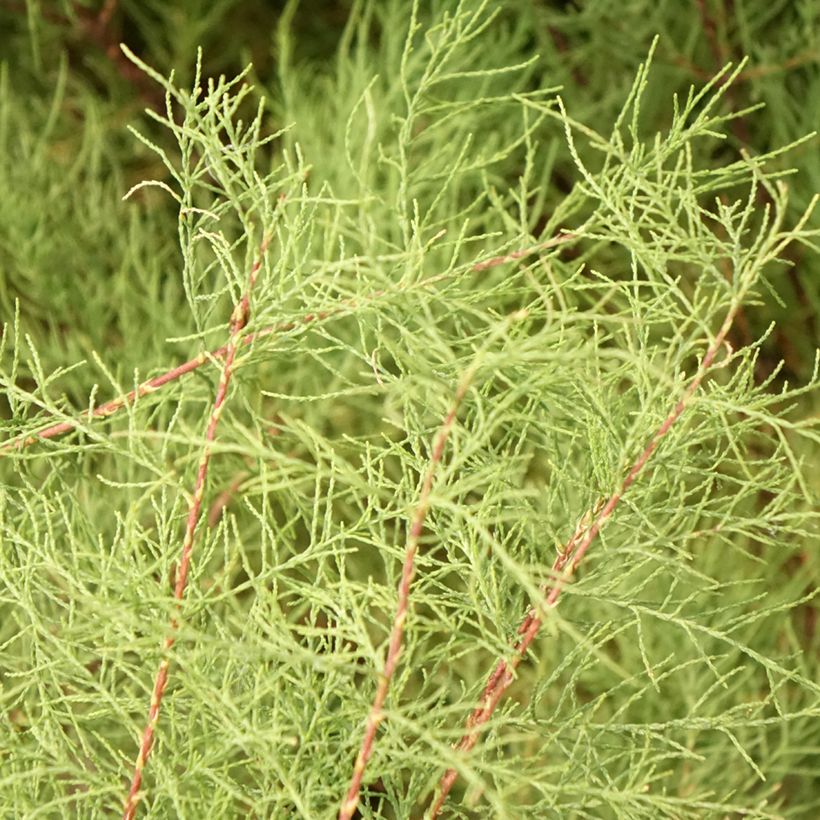 Tamarix tetrandra - Tamariz de primavera (Follaje)