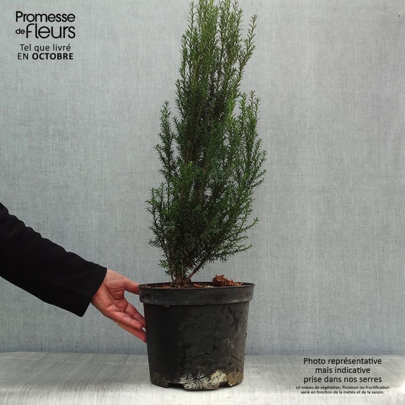 Ejemplar de Taxus baccata en pot de 5L - If commun entregado en otoño