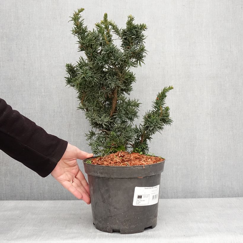 Tejo - Taxus baccata Cristata Maceta 4L/5LAltura de entrega aprox. 20/30cm Ejemplar entregado en invierno