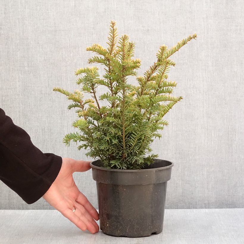 Tejo Elegantissima - Taxus baccata Maceta 3L/4LAltura de entrega aprox. 30/40cm Ejemplar entregado en invierno