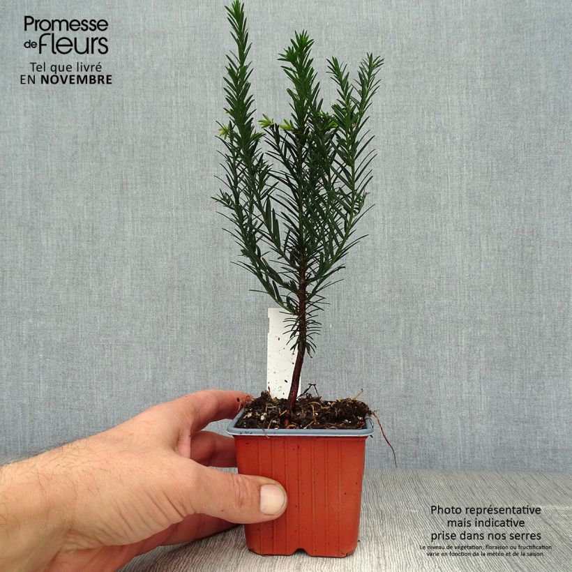 Ejemplar de Taxus baccata en godet de 9cm - If commun entregado en otoño